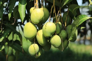 The Journey of a Mango: From Farm to Table